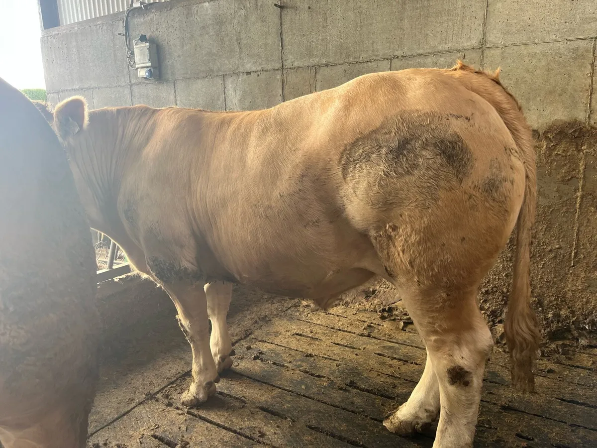 750kg CHX bullocks Ballina Mart 3 June - Image 3