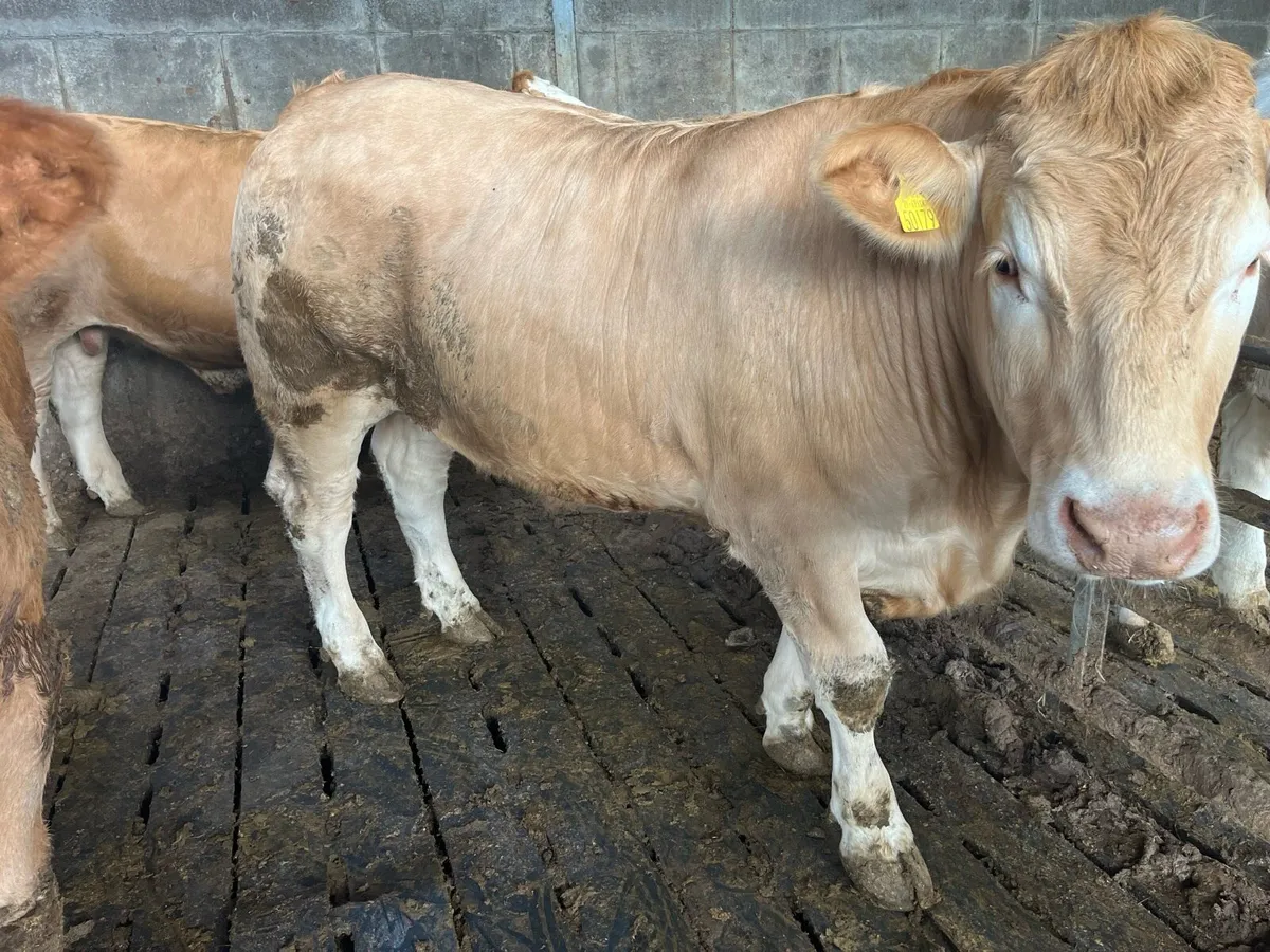 750kg CHX bullocks Ballina Mart 3 June - Image 4