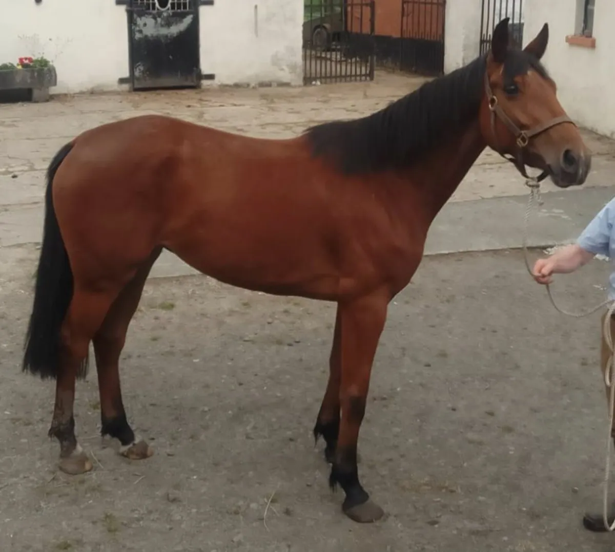 4 Yr Old Bay Filly - Image 1