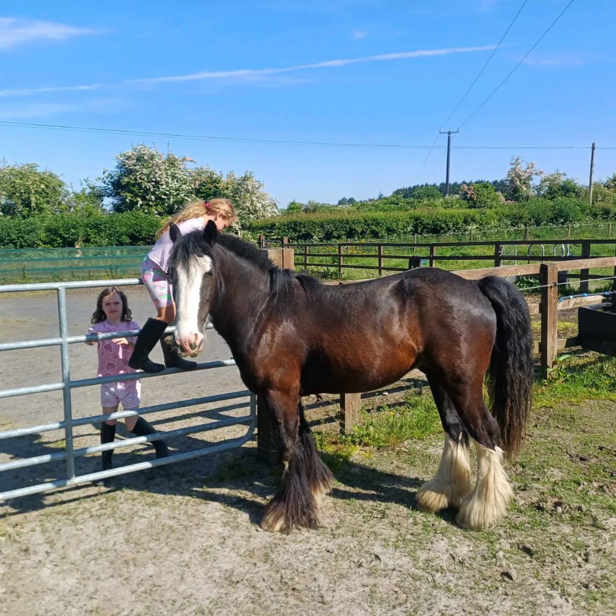 Horse