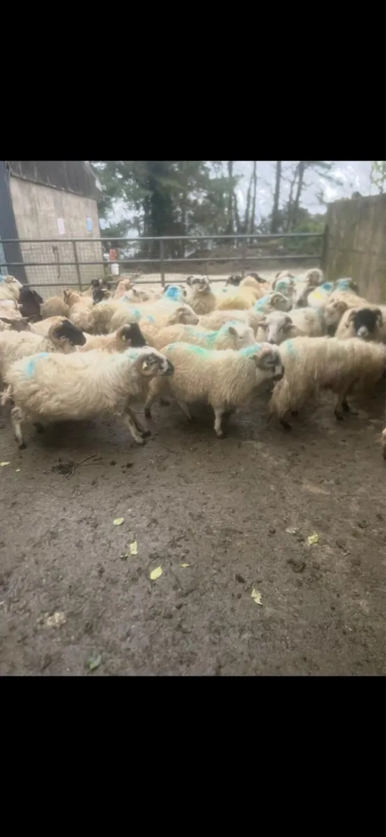 Scotch hogget rams - Image 1