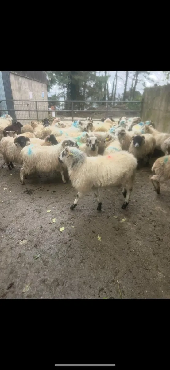 Scotch hogget rams - Image 2