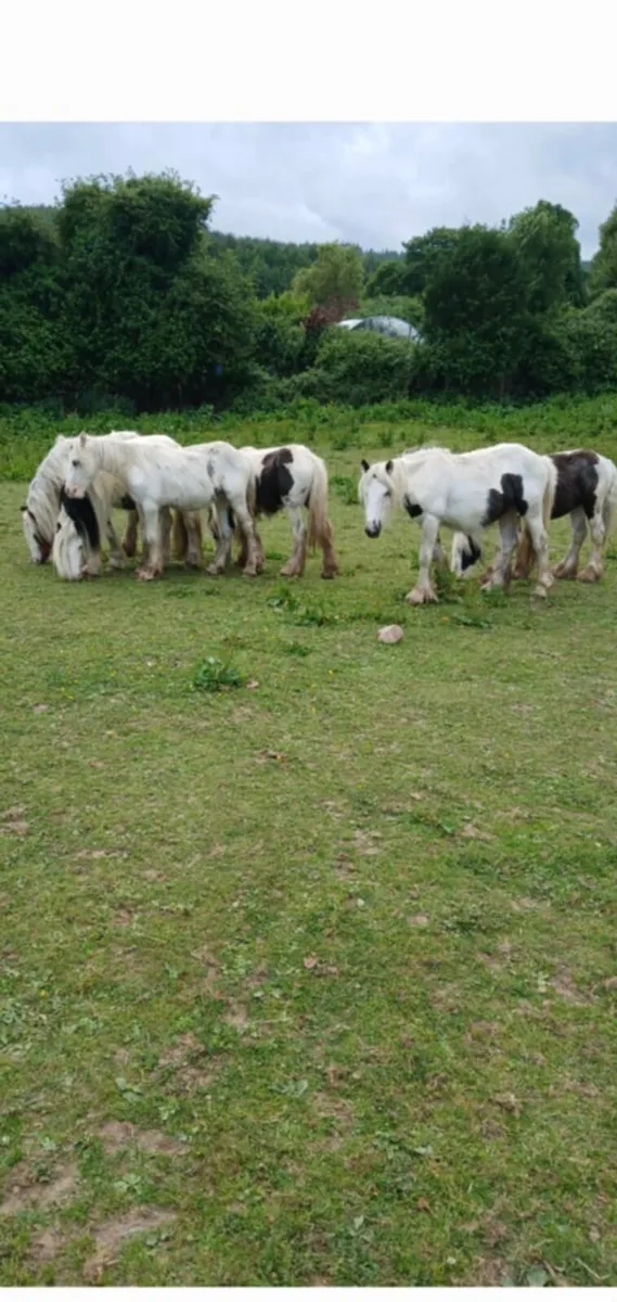 6 colts - Image 1