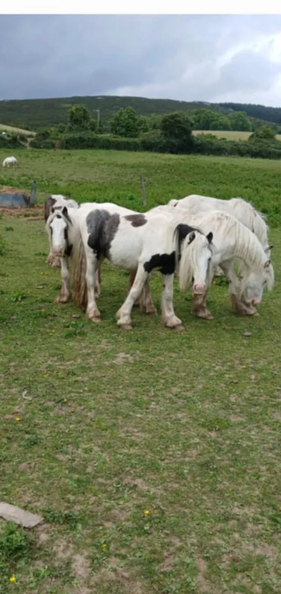 6 colts - Image 2