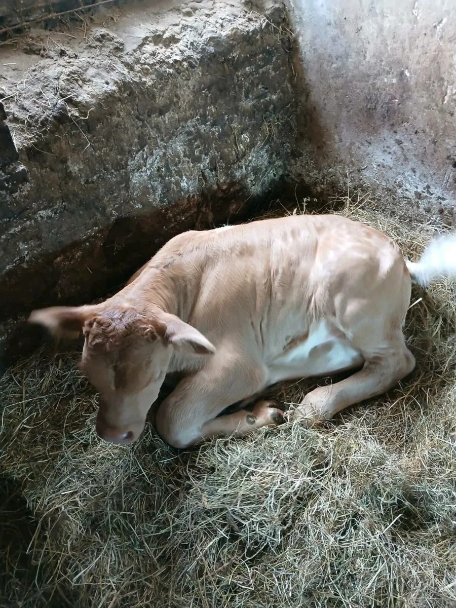 Limousin calf - Image 1