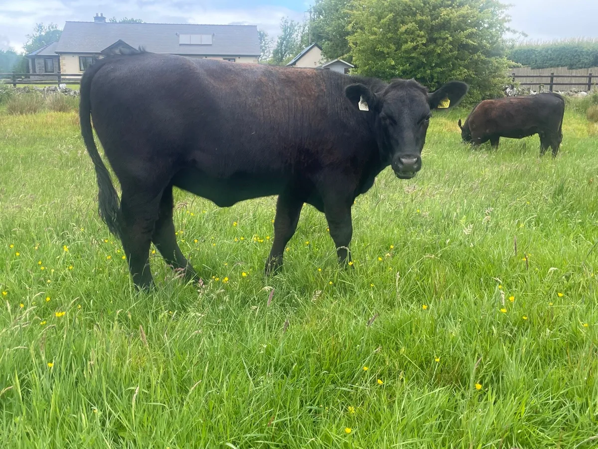 AA pedigree Heifer - 5th June - Ballymote Mart
