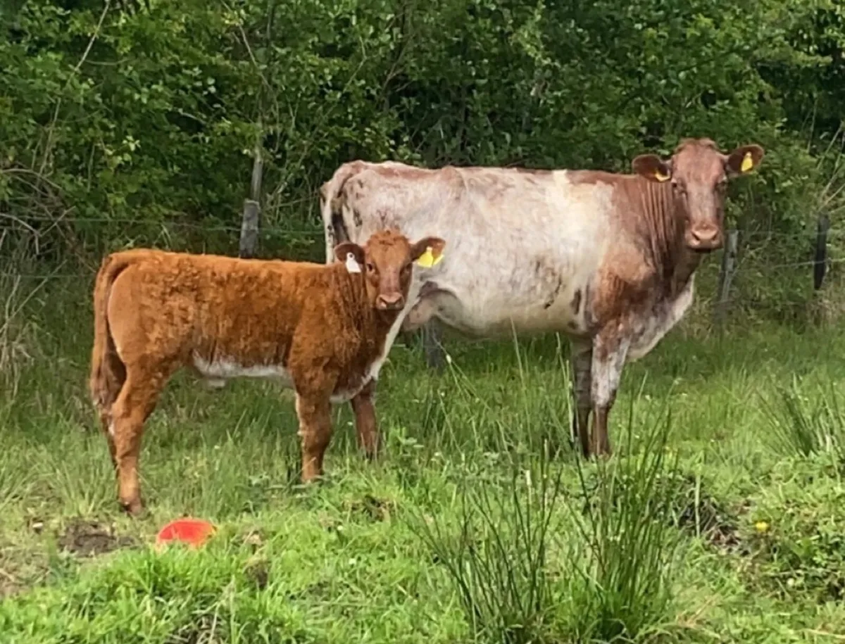 Roan cow and calf - Image 1