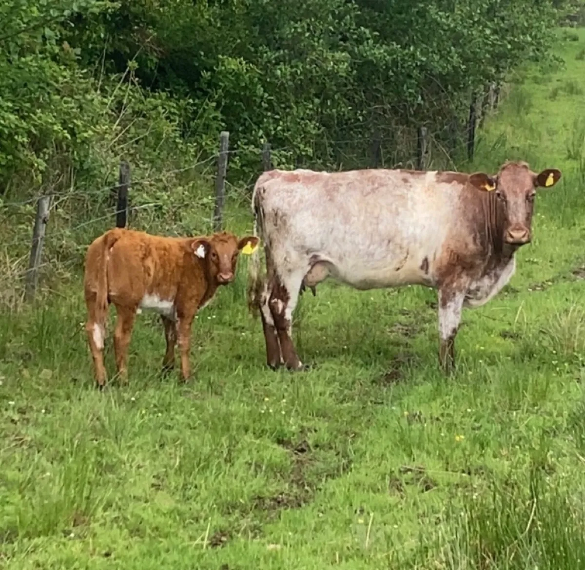 Roan cow and calf - Image 2