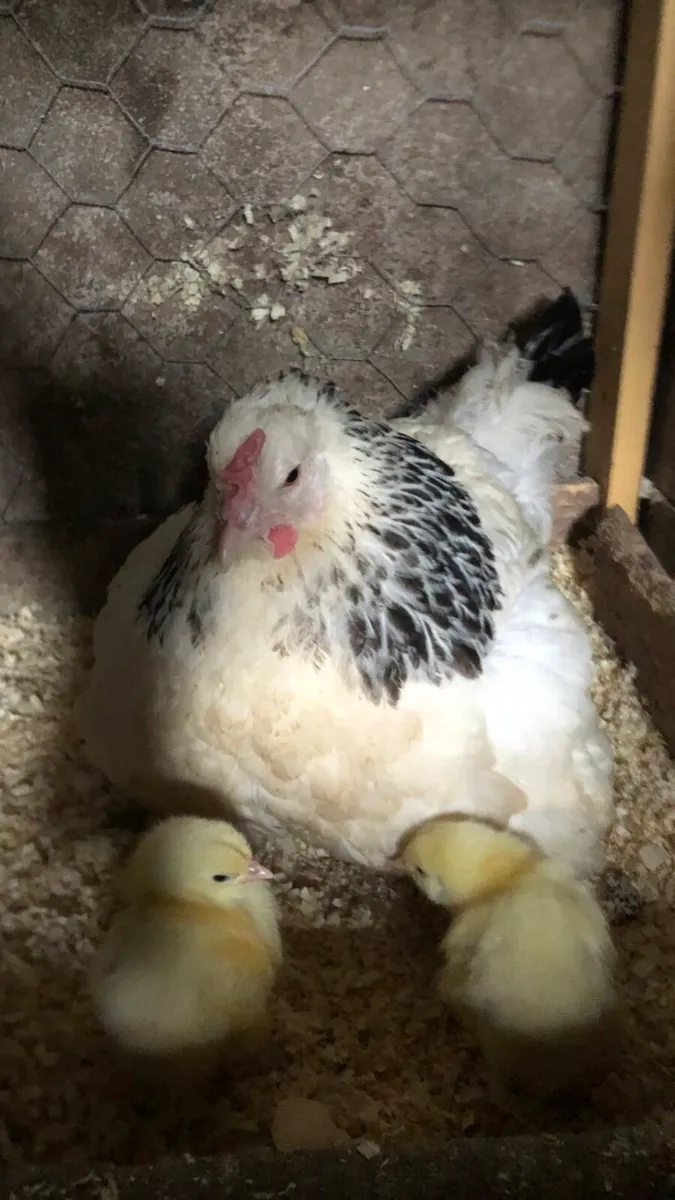 Poultry - Image 2