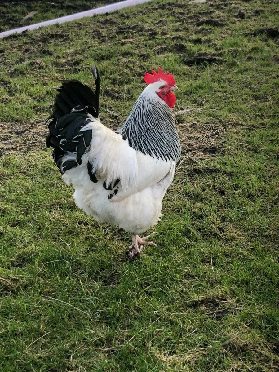 Poultry - Image 3