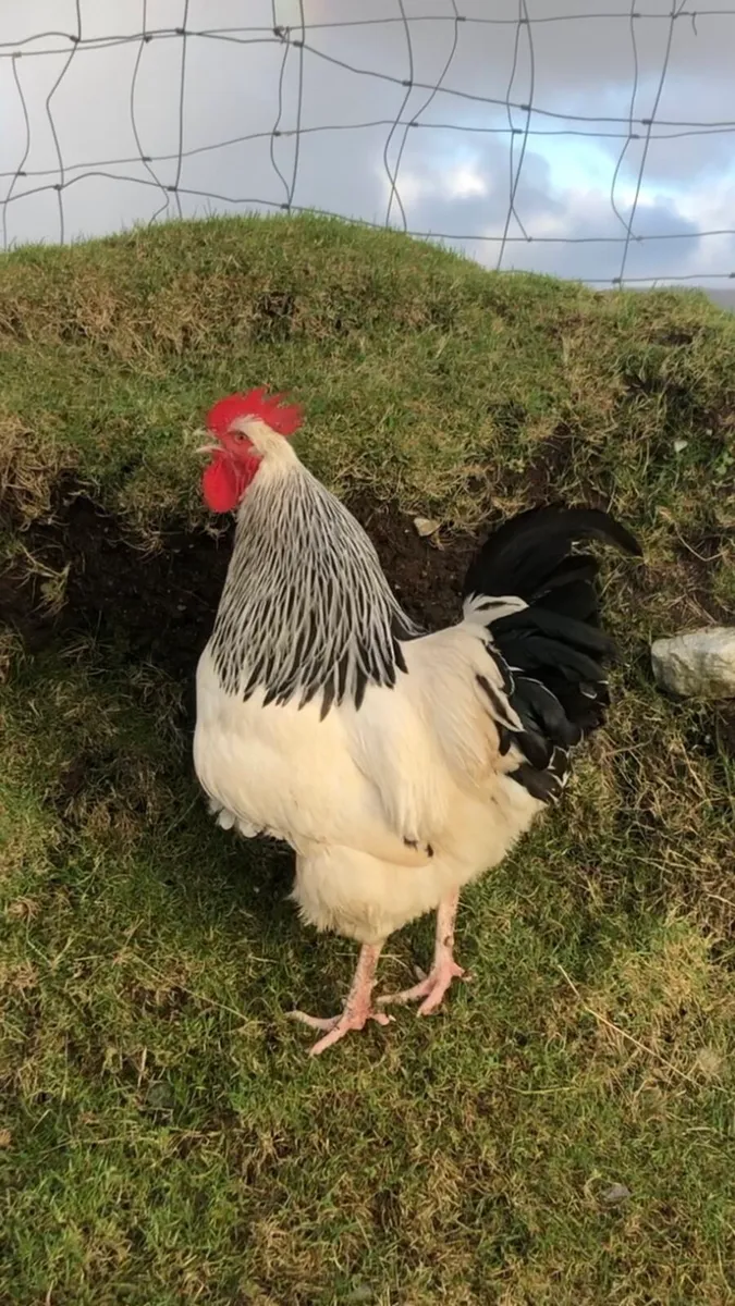 Poultry - Image 4