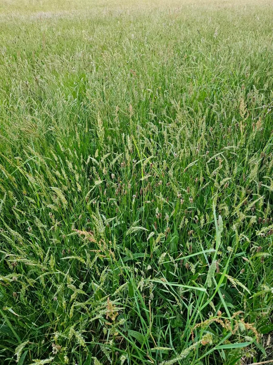 Grass Standing. For Hay or Silage. - Image 1