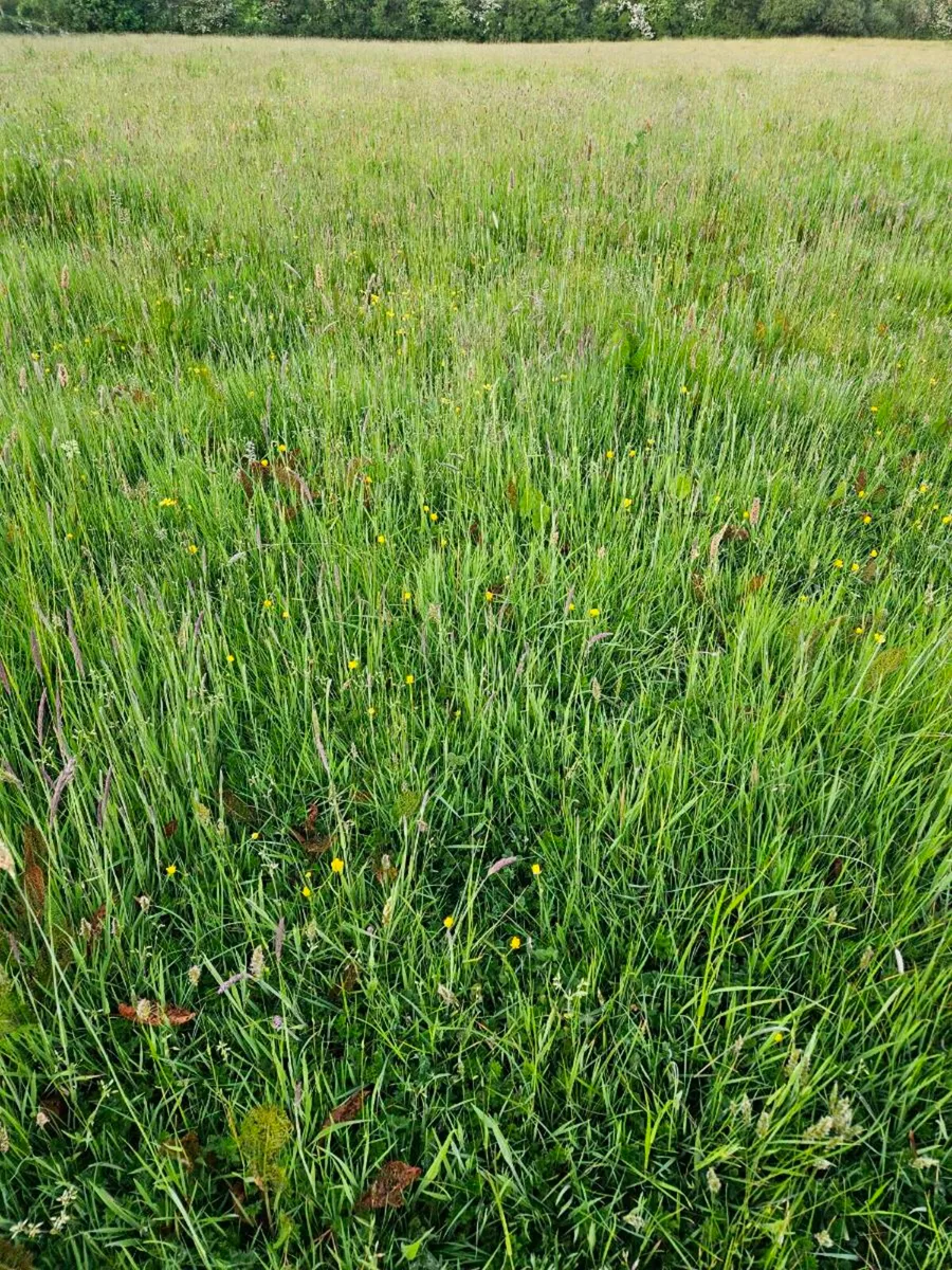 Grass Standing. For Hay or Silage. - Image 2