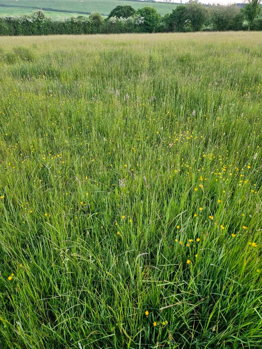 Grass Standing. For Hay or Silage. - Image 3