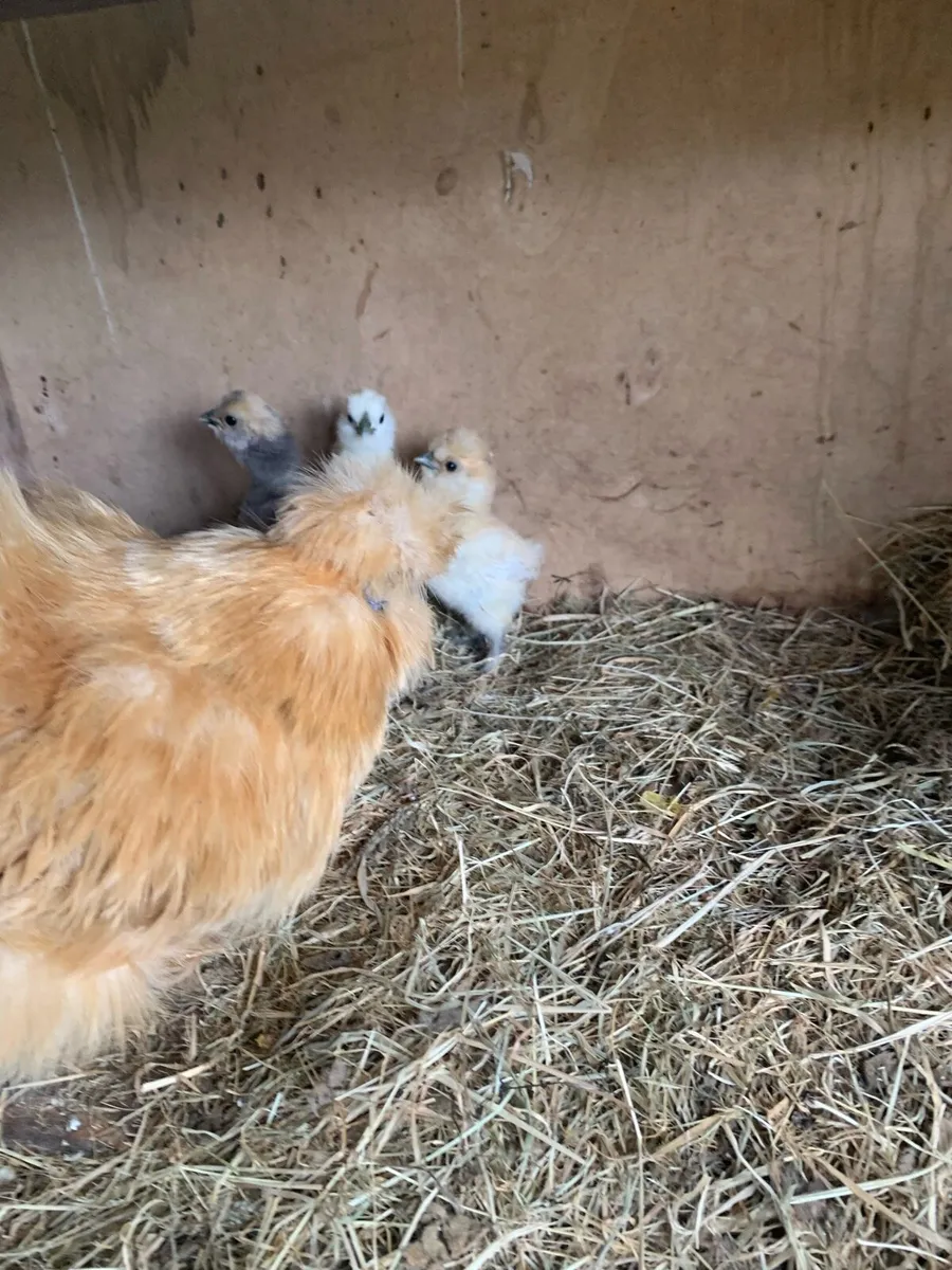 Silkie chicks - Image 4
