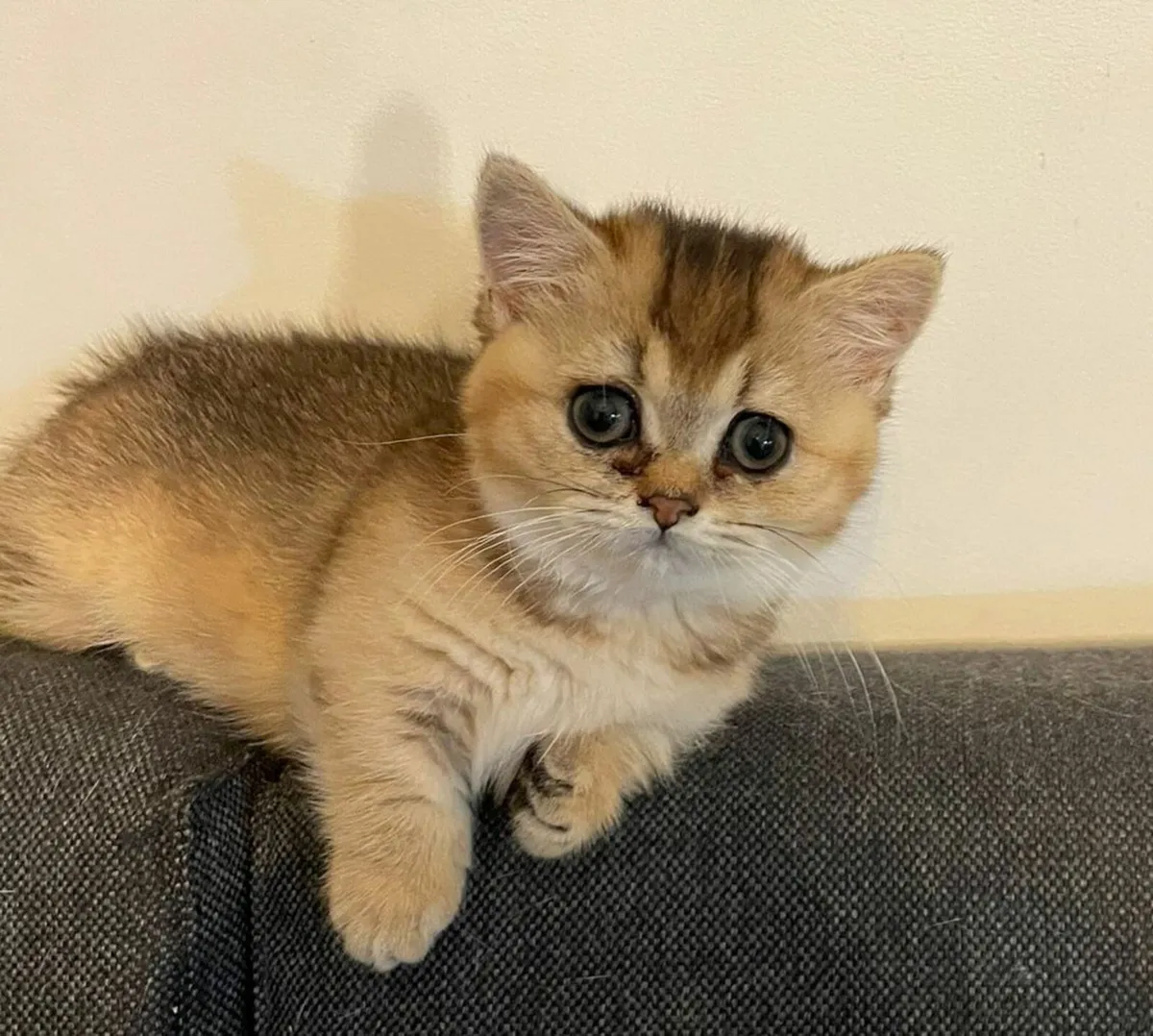 TICA pedigree Munchkins - Image 1