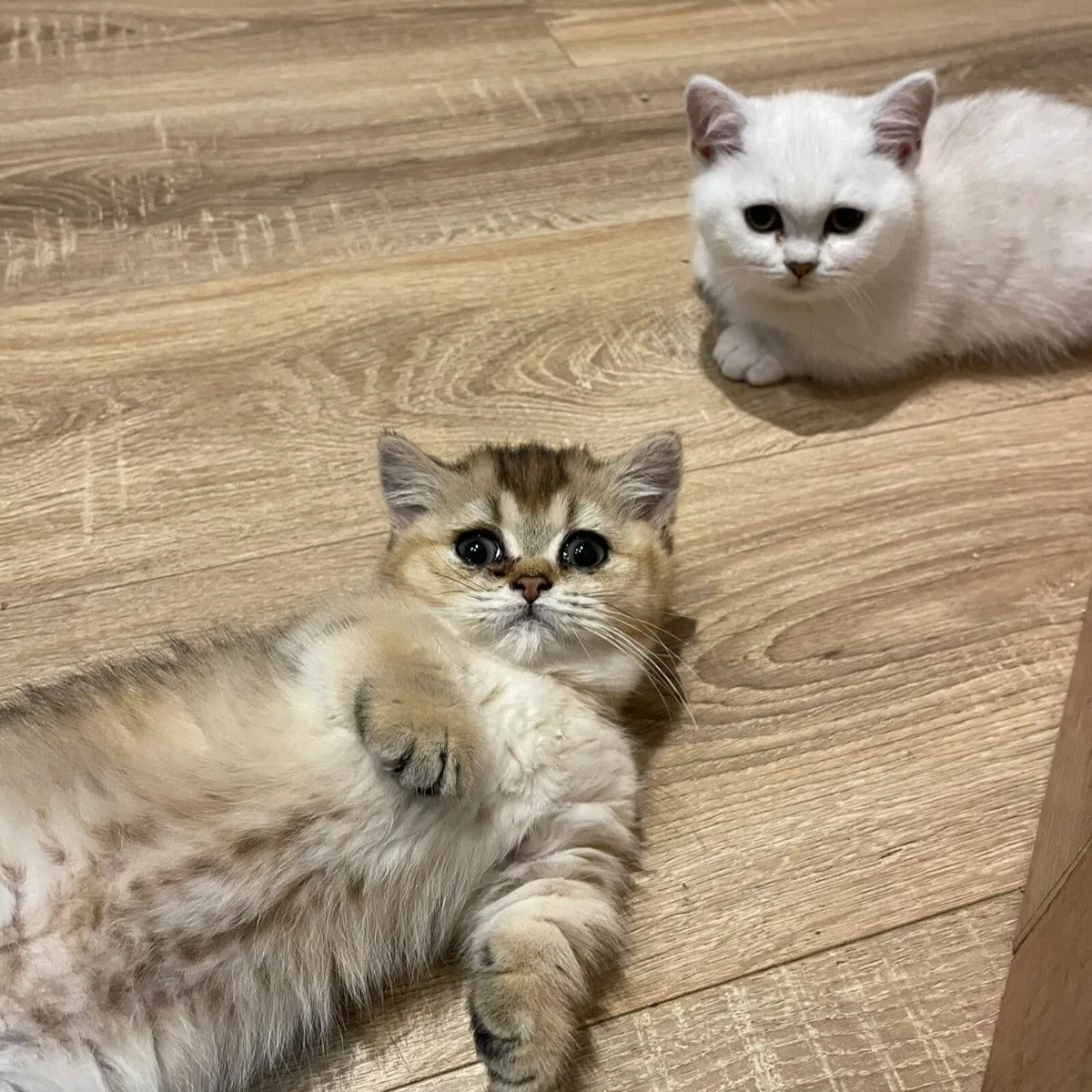 TICA pedigree Munchkins - Image 2