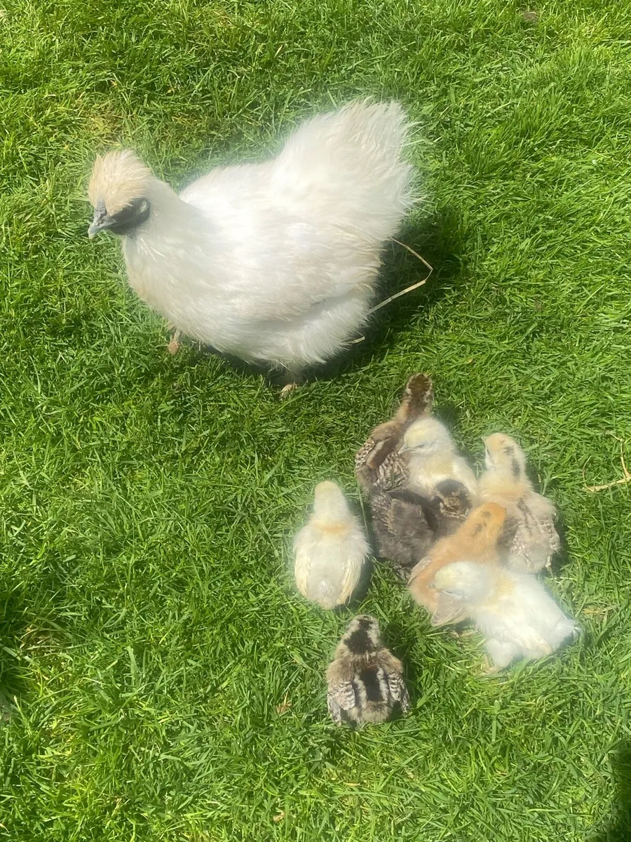 Silkies chicks for sale. - Image 1