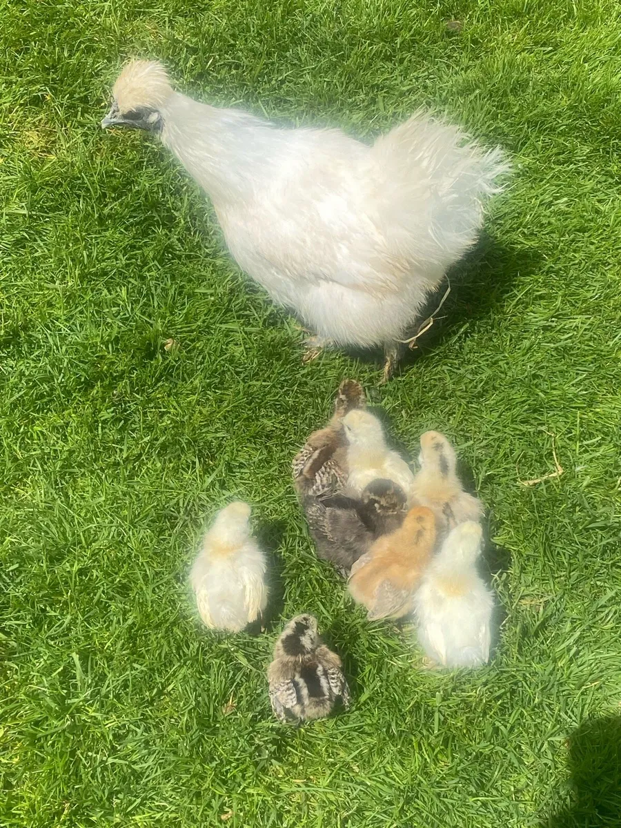 Silkies chicks for sale. - Image 2