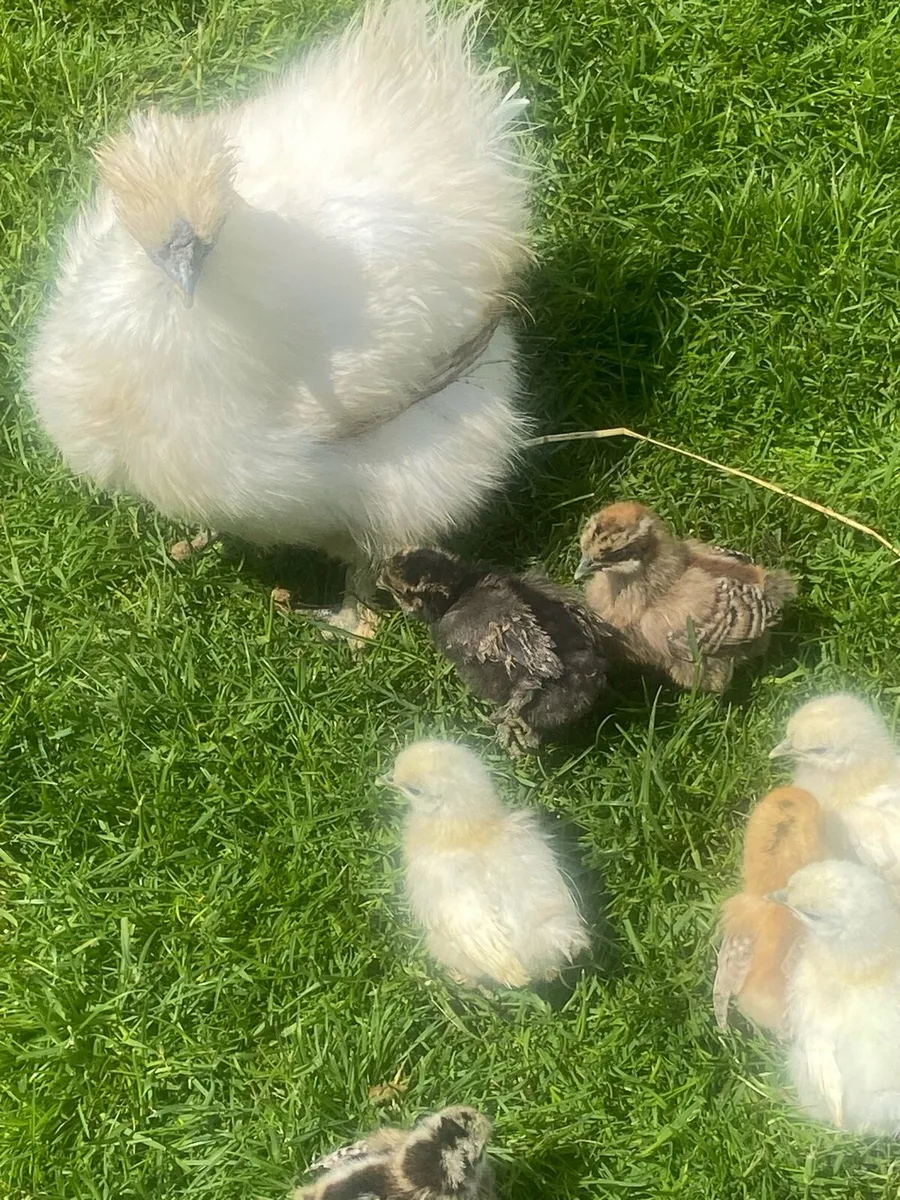 Silkies chicks for sale. - Image 3