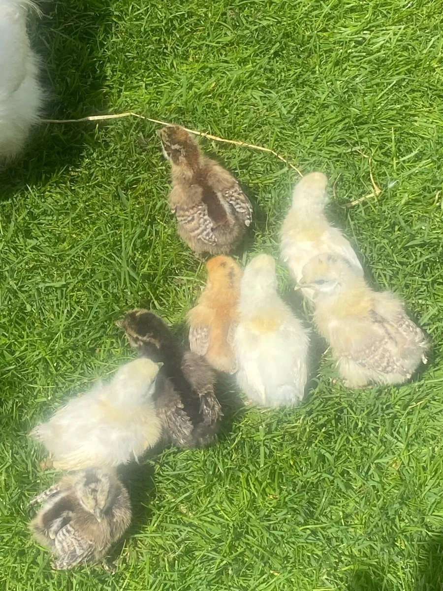 Silkies chicks for sale. - Image 4