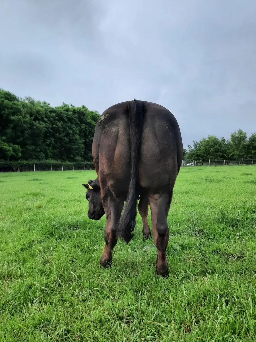 Outstanding Heifer Limousin / Belgian Blue Cross - Image 1