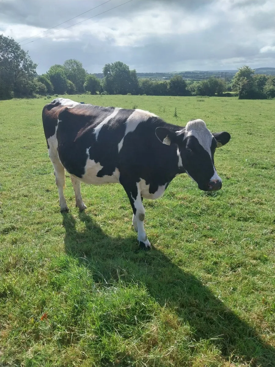 In calf heffers - Image 2