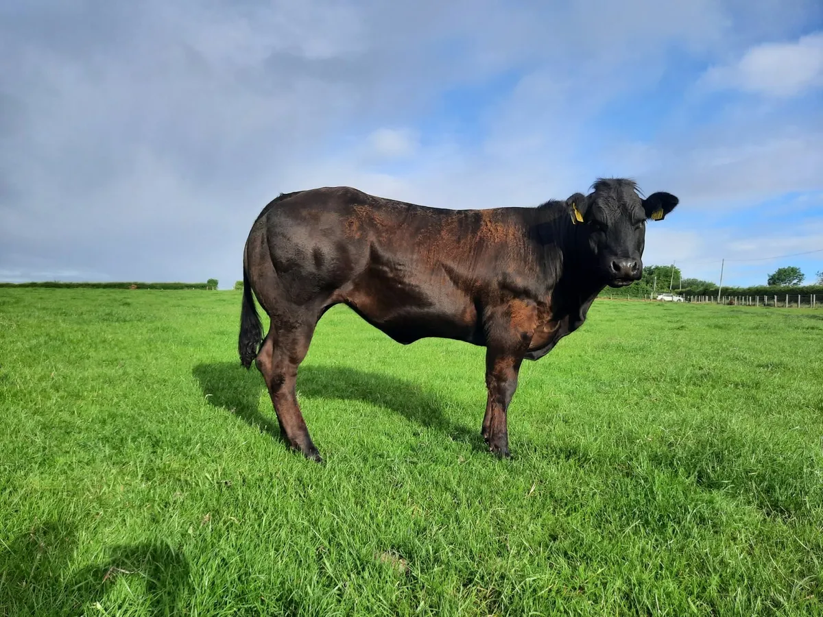 Outstanding Heifer Limousin / Belgian Blue Cross - Image 2