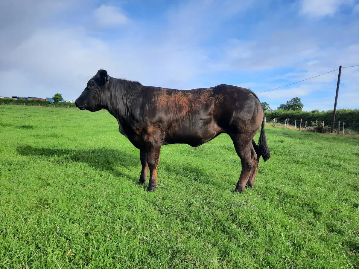 Outstanding Heifer Limousin / Belgian Blue Cross - Image 3