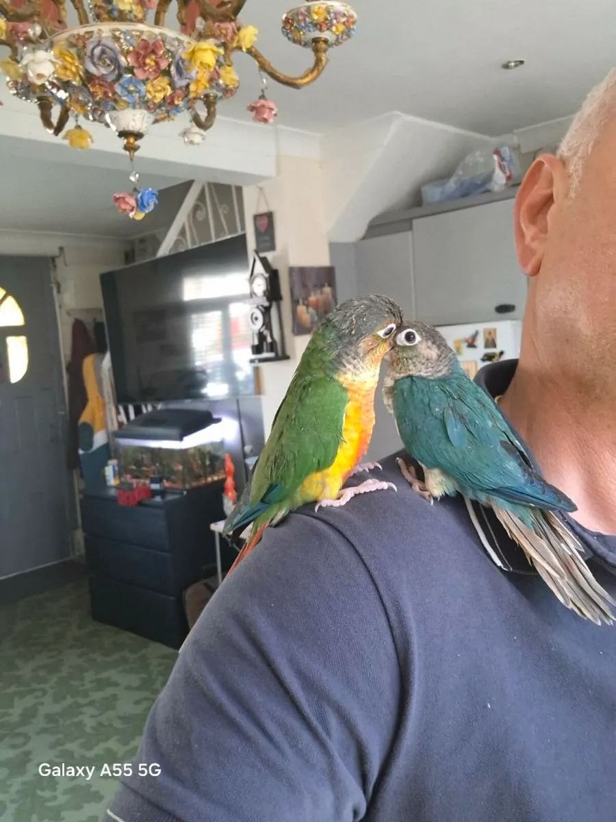 Conure - Image 1