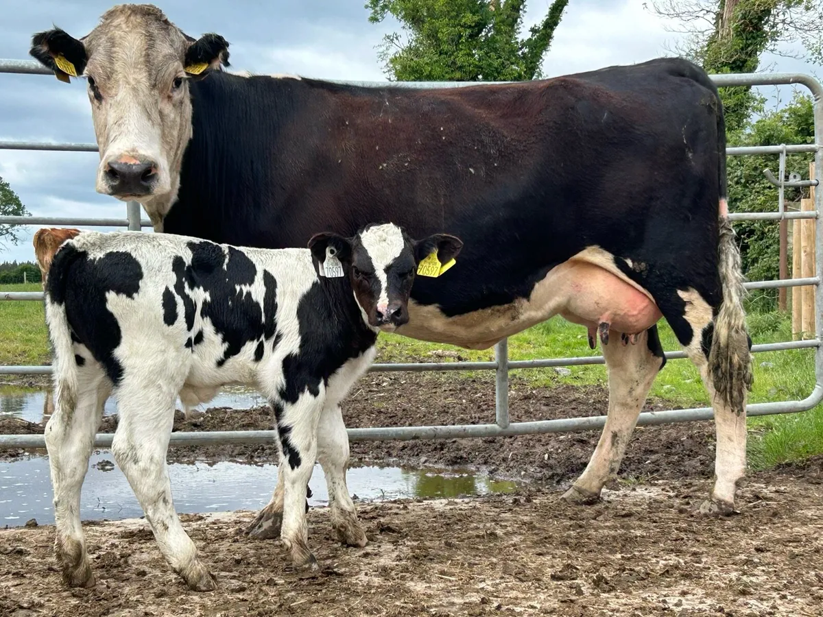 2 lovely second calved Hereford cows - Image 3