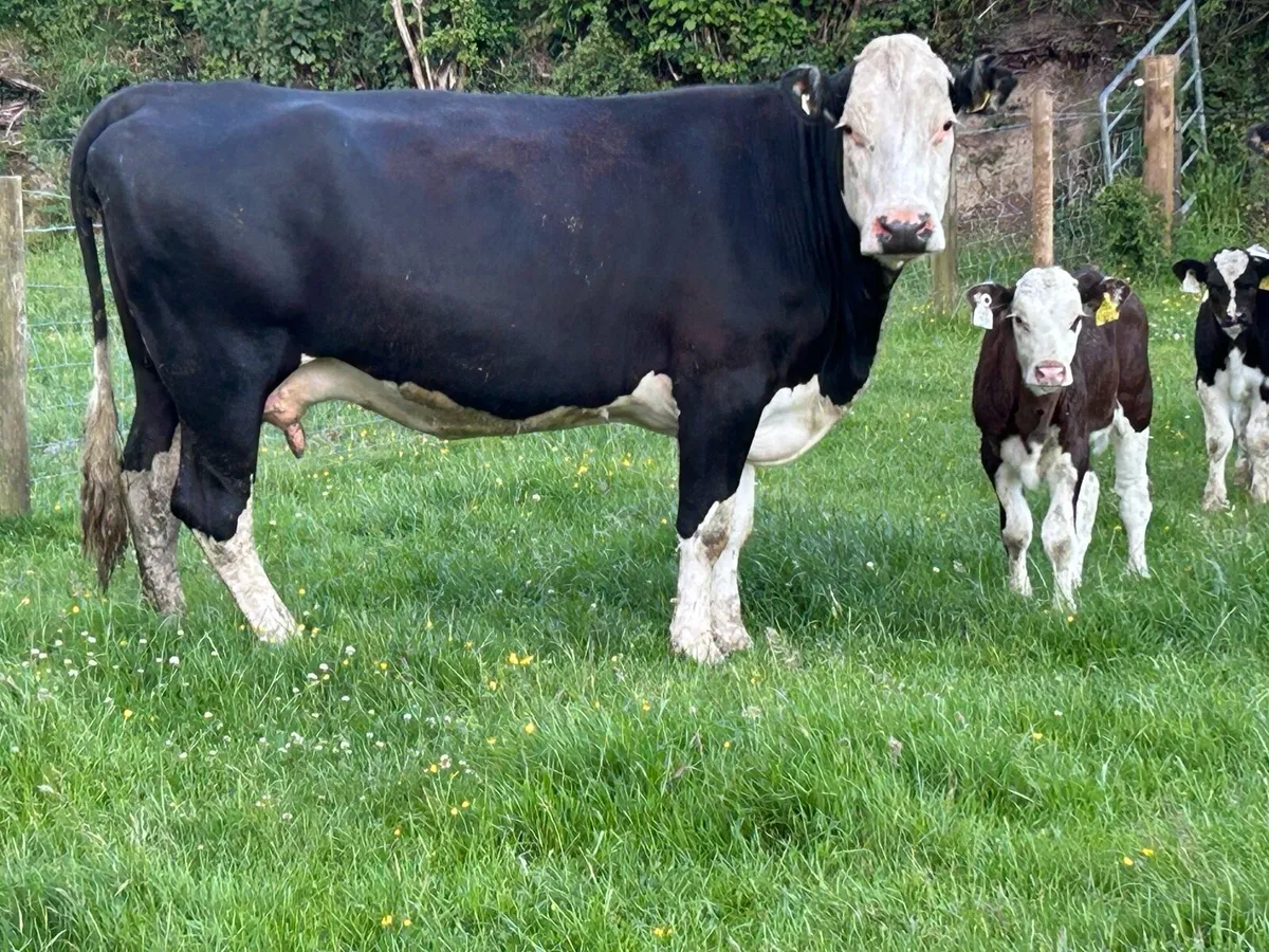 2 lovely second calved Hereford cows - Image 4