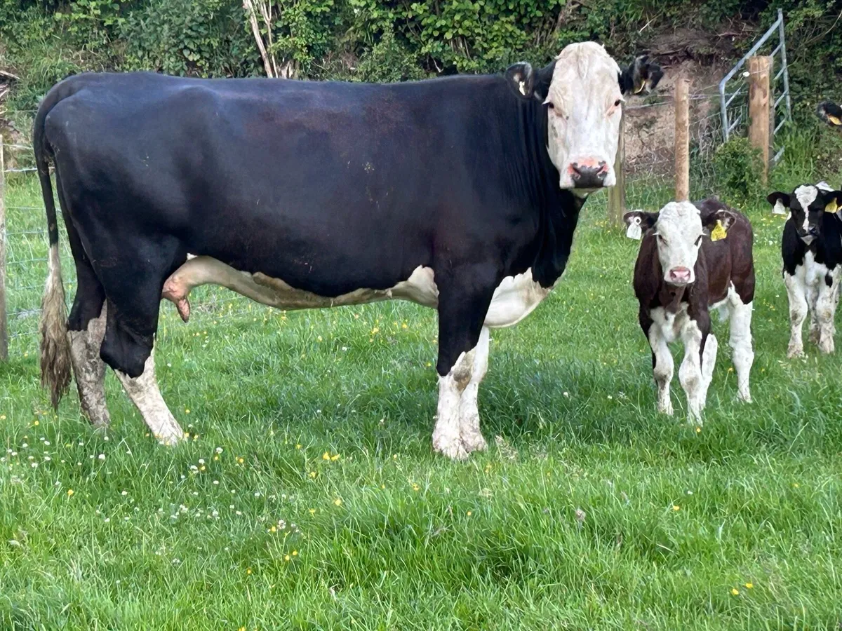 2 lovely second calved Hereford cows - Image 1