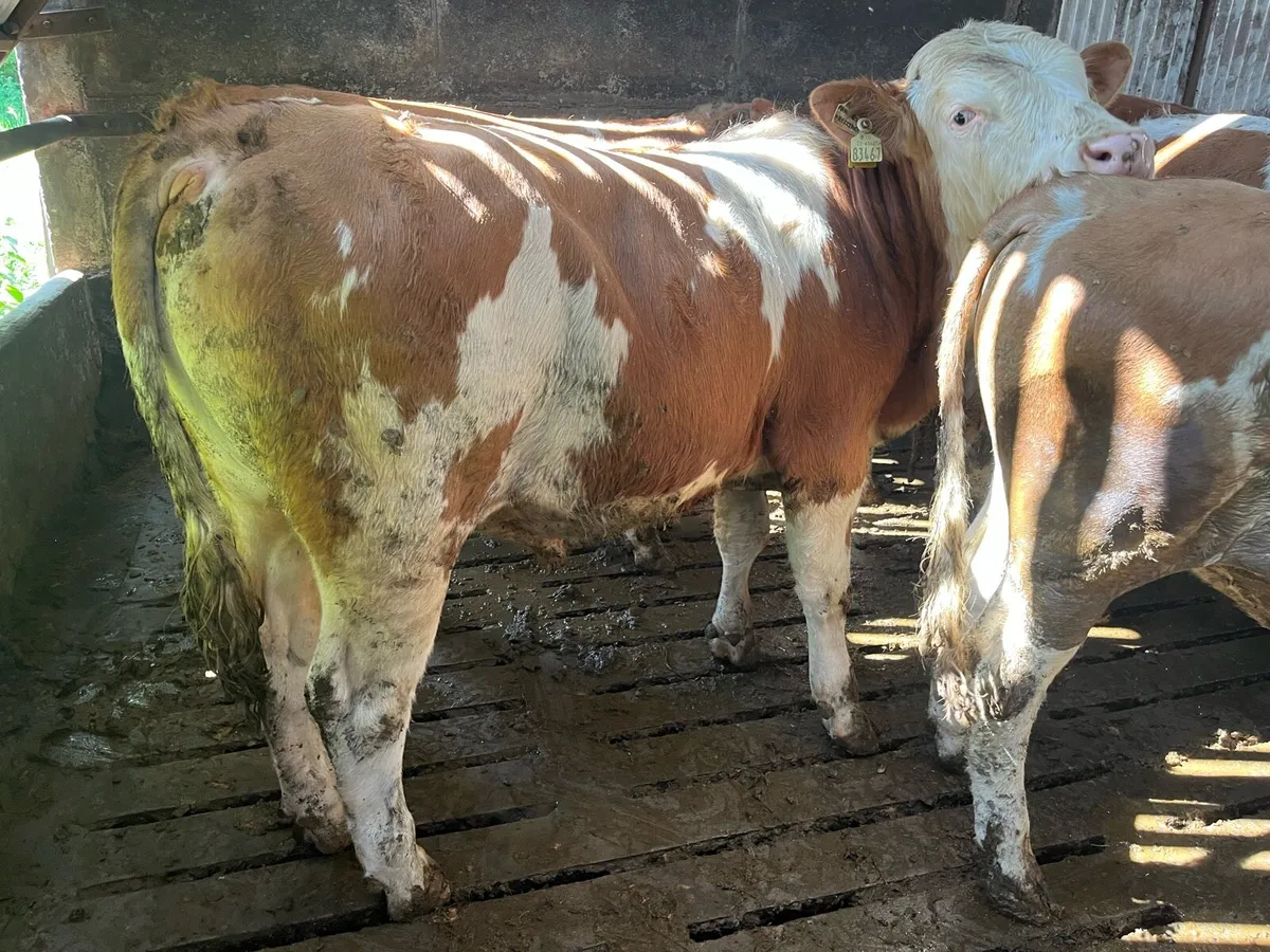 AI bred Fleckvieh Bulls - Image 1