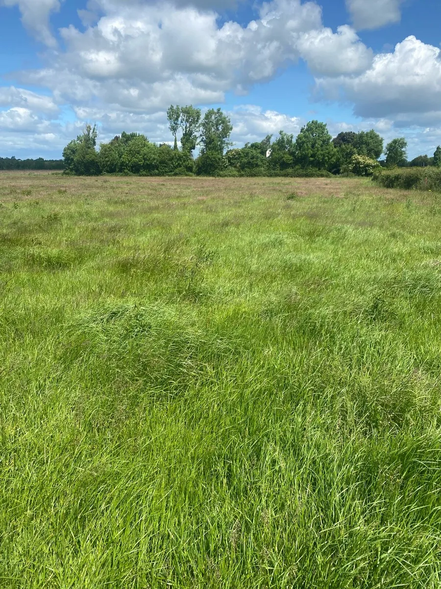 Meadow - Image 1