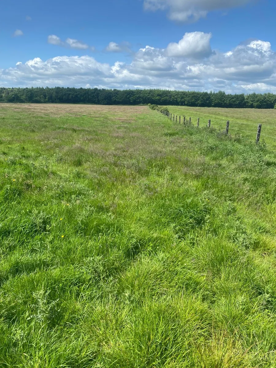 Meadow - Image 2