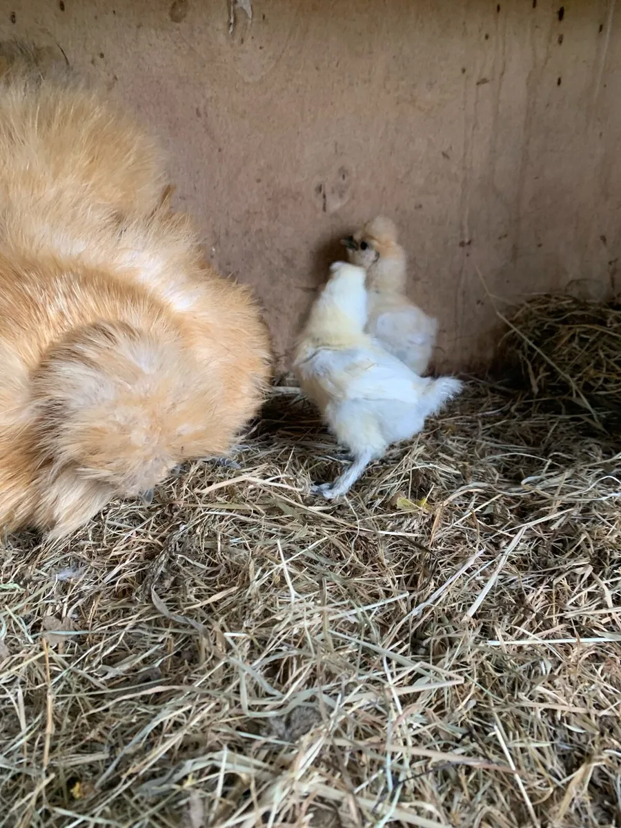 Silkie chicks - Image 2