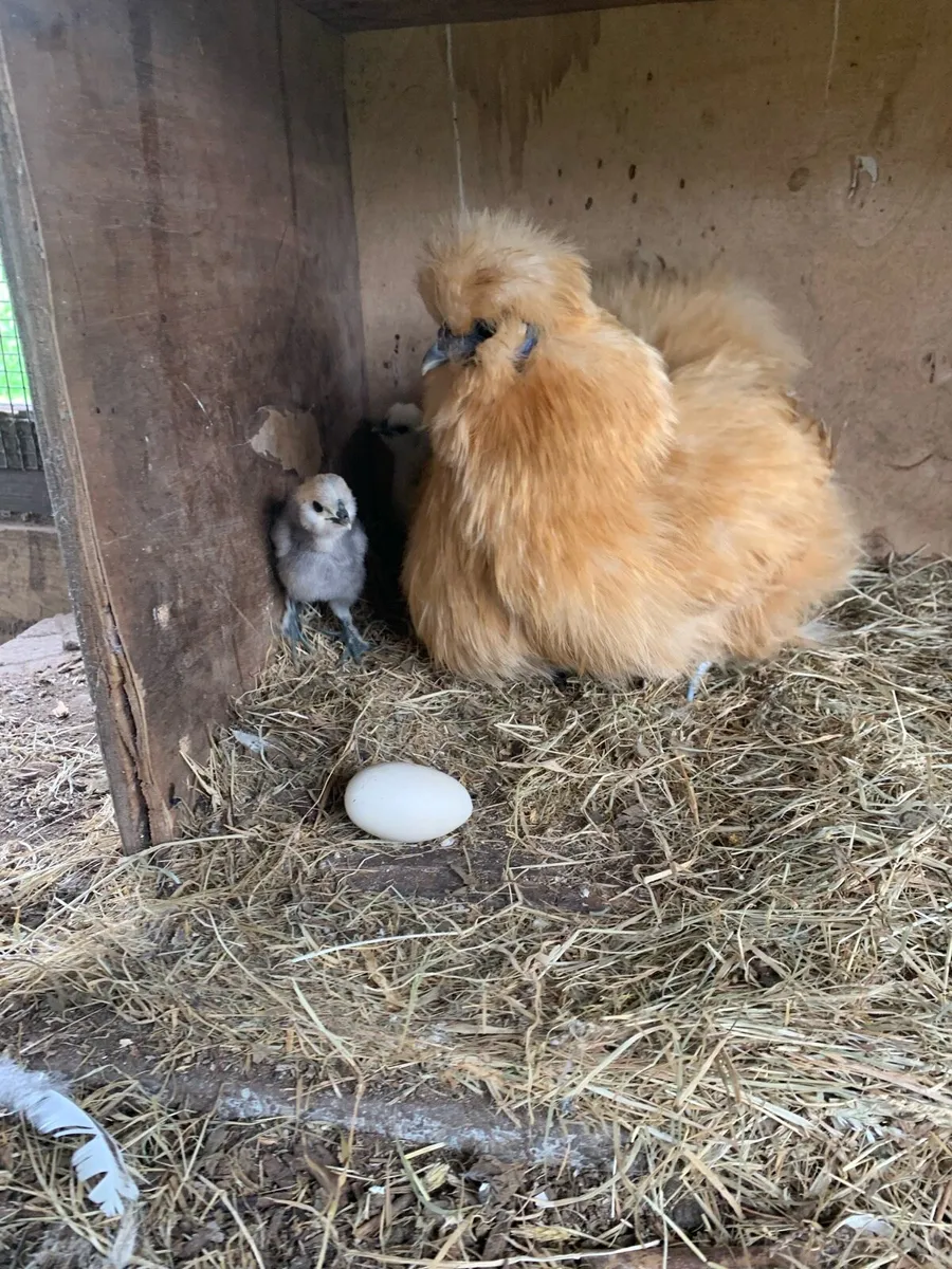 Silkie chicks - Image 3