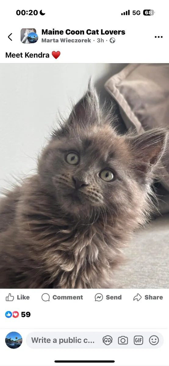 Maine Coon kittens - Image 4