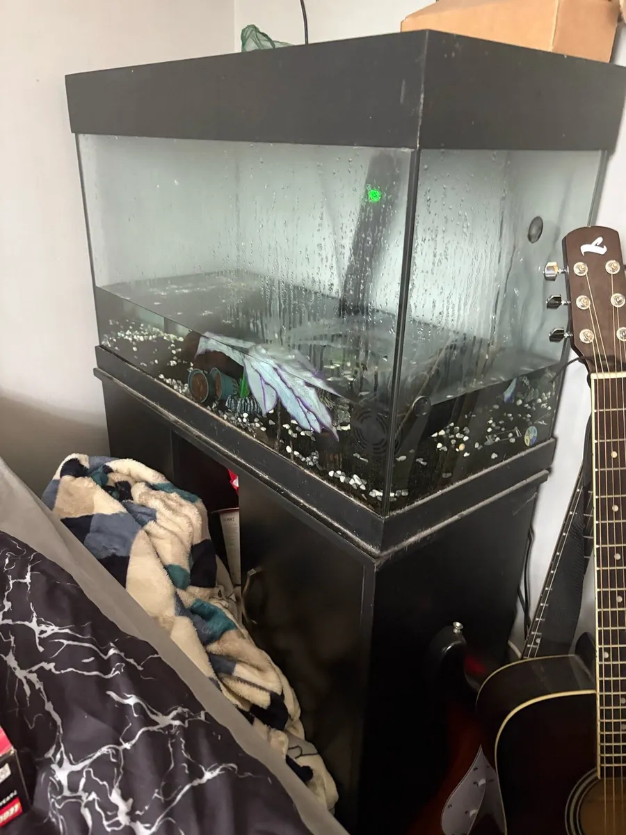 Fish Tank - Image 2