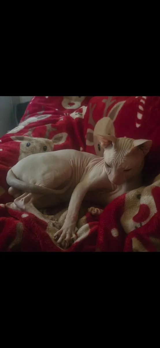 Sphynx - Image 1