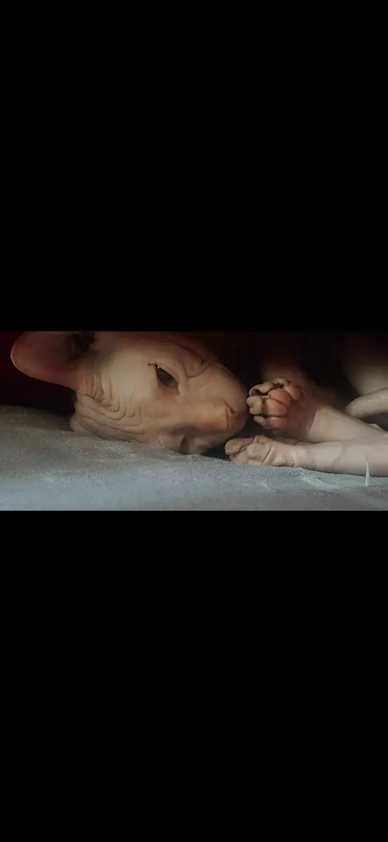 Sphynx - Image 3