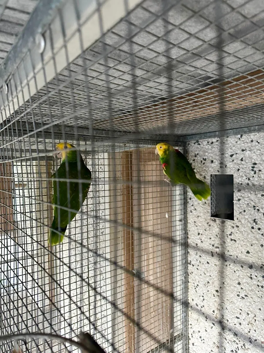 Collection of Parrots - Image 2
