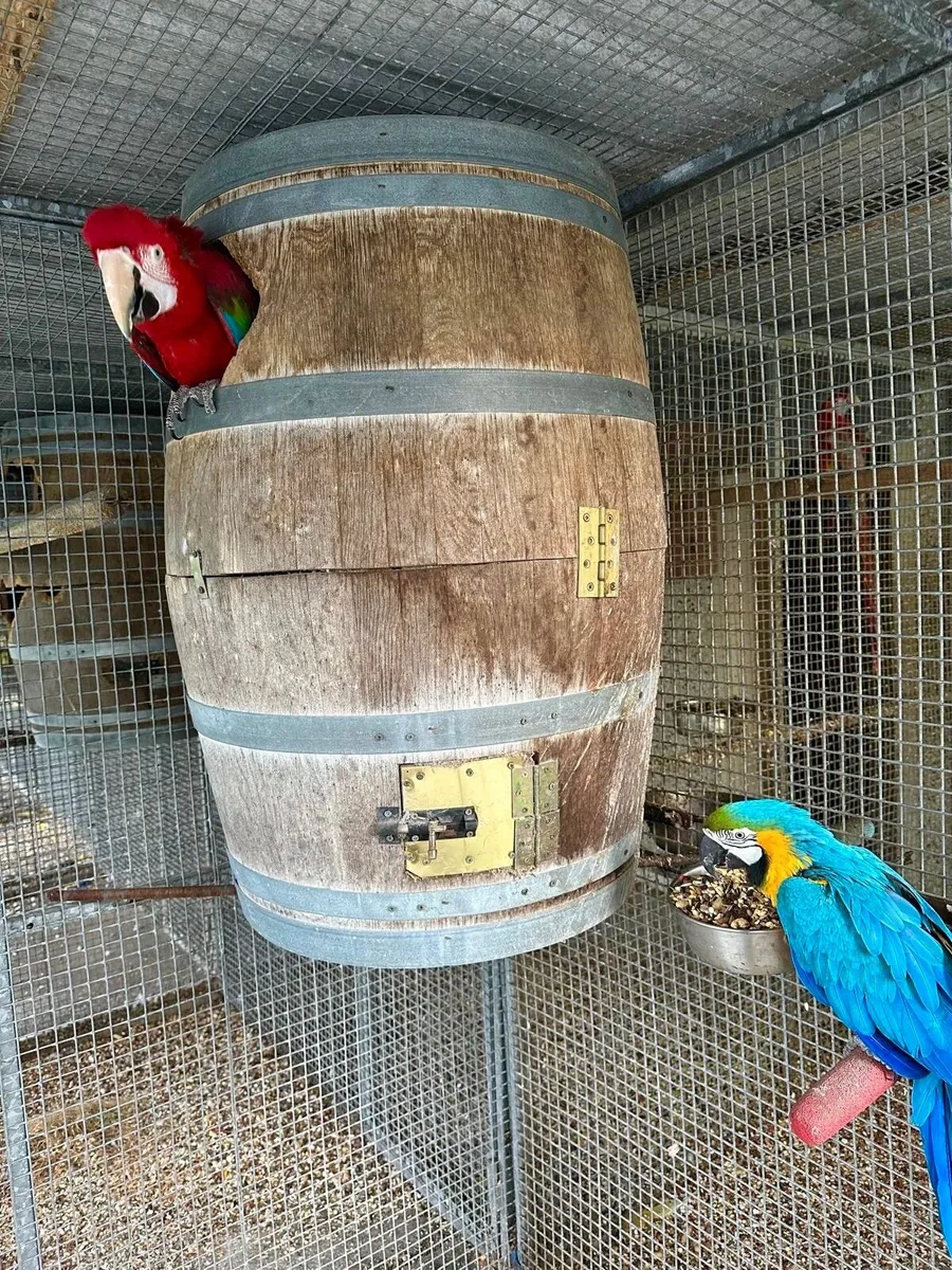 Collection of Parrots - Image 1