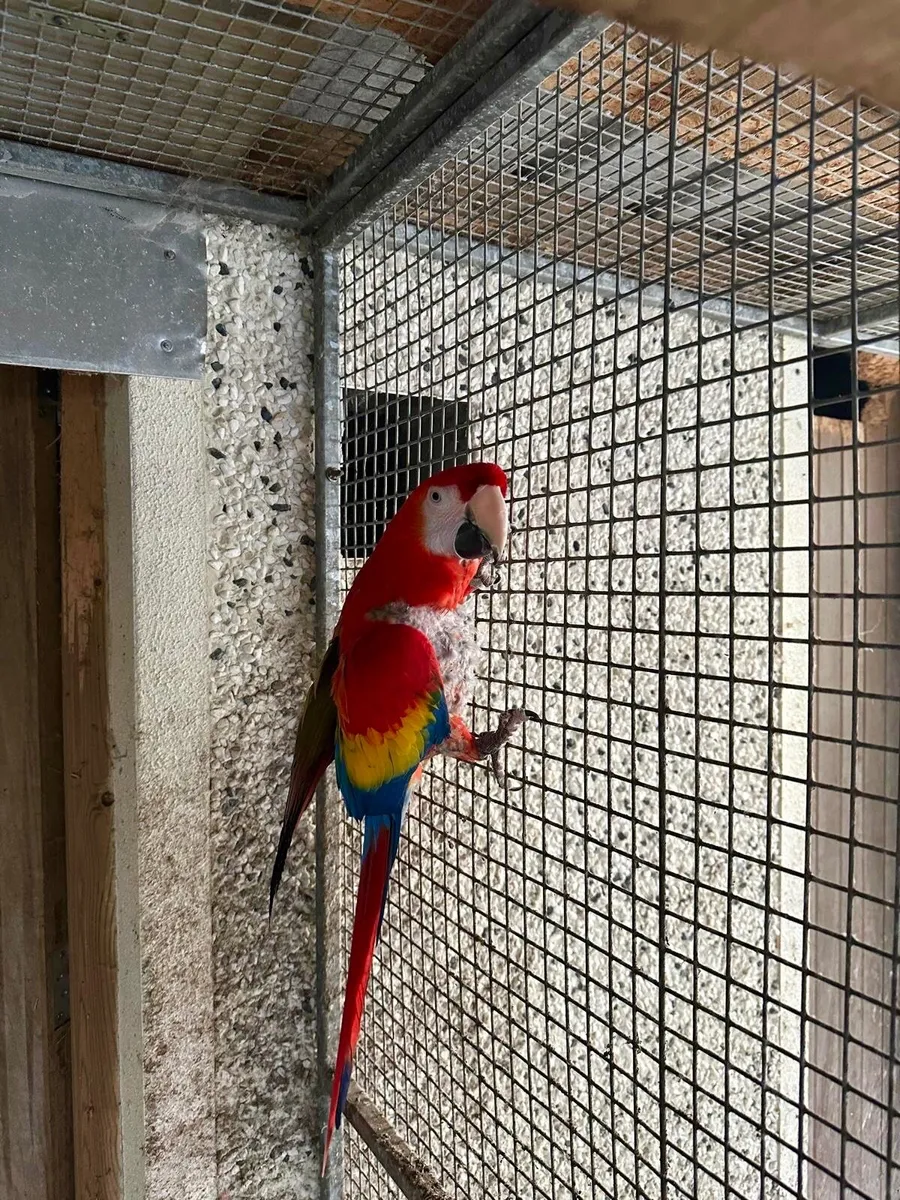 Collection of Parrots - Image 3