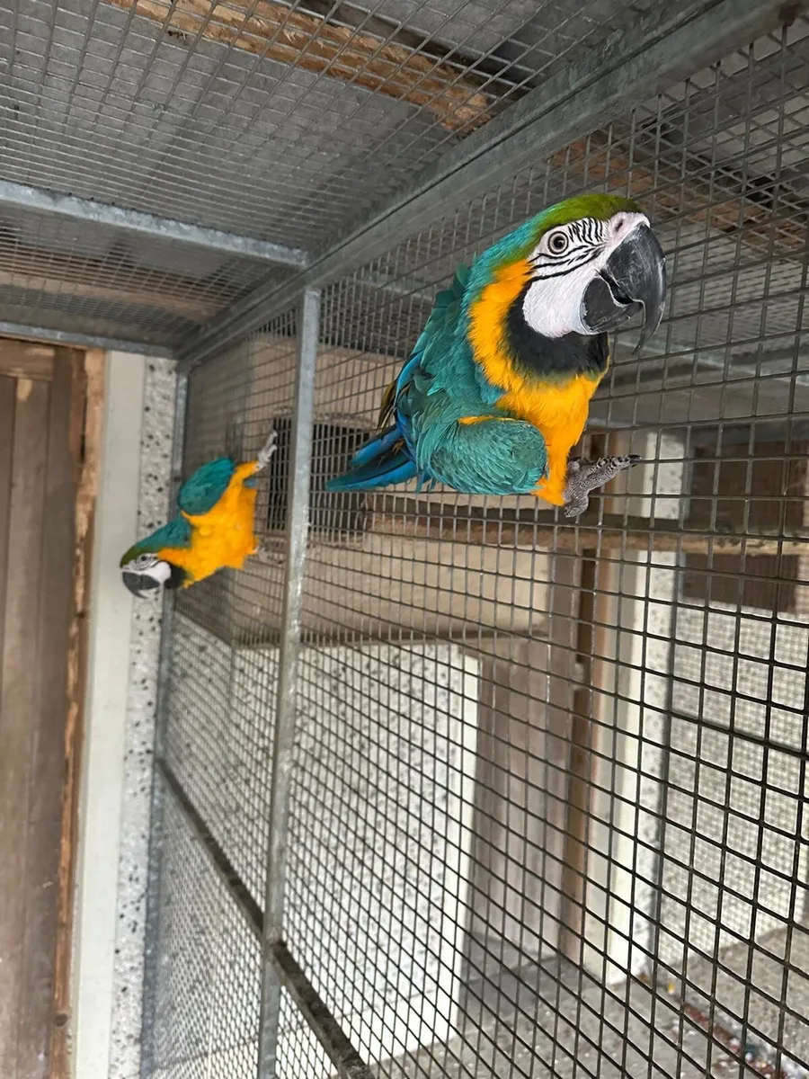 Collection of Parrots - Image 4