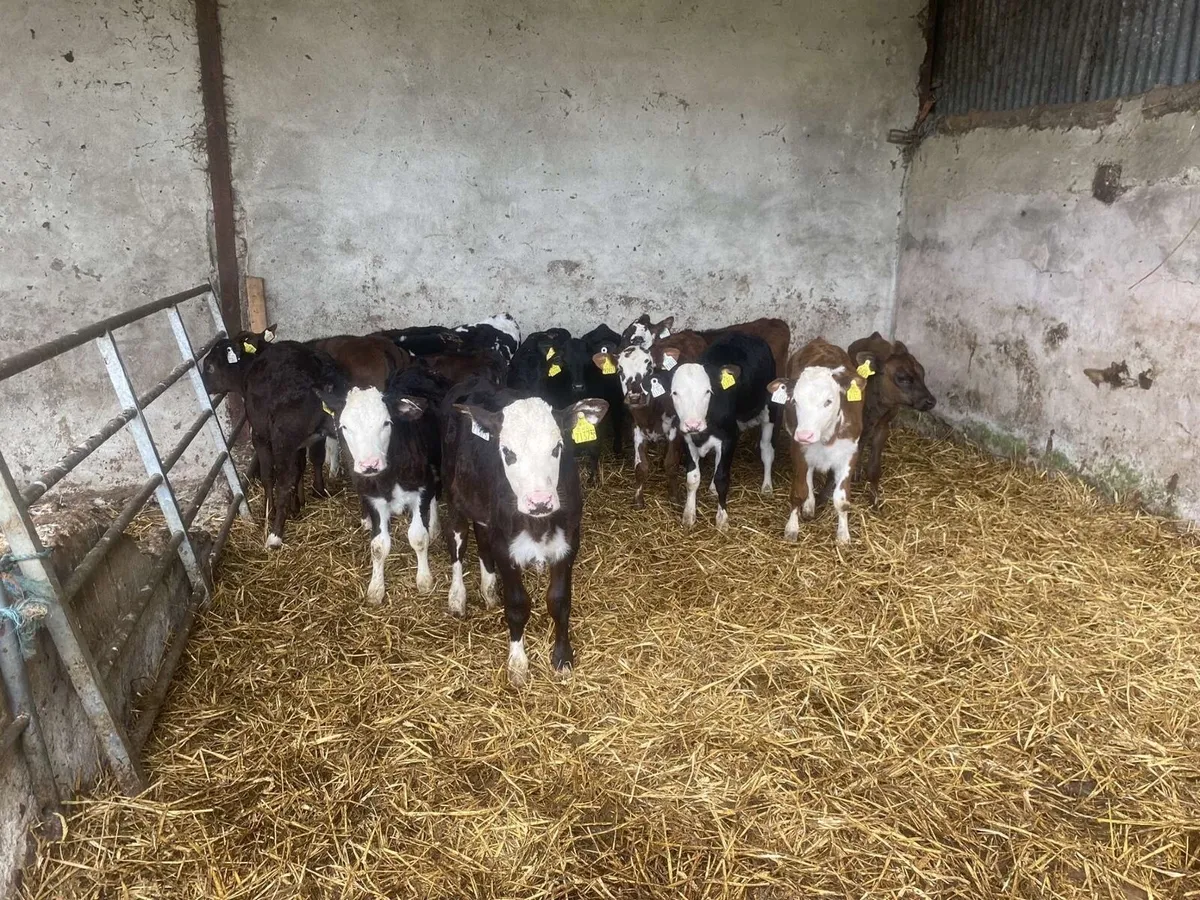 Fully reared grass calves - Image 1