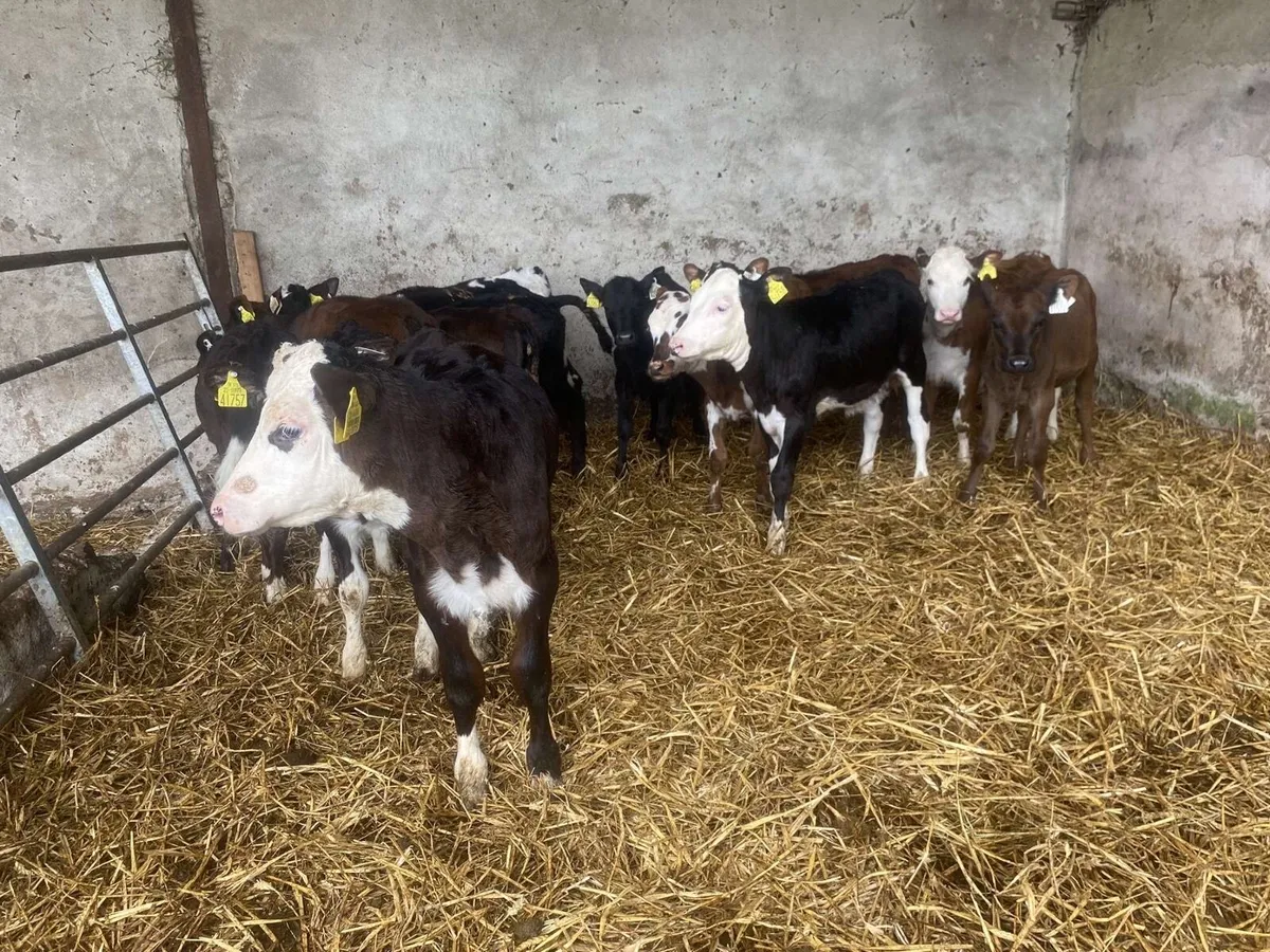 Fully reared grass calves - Image 2