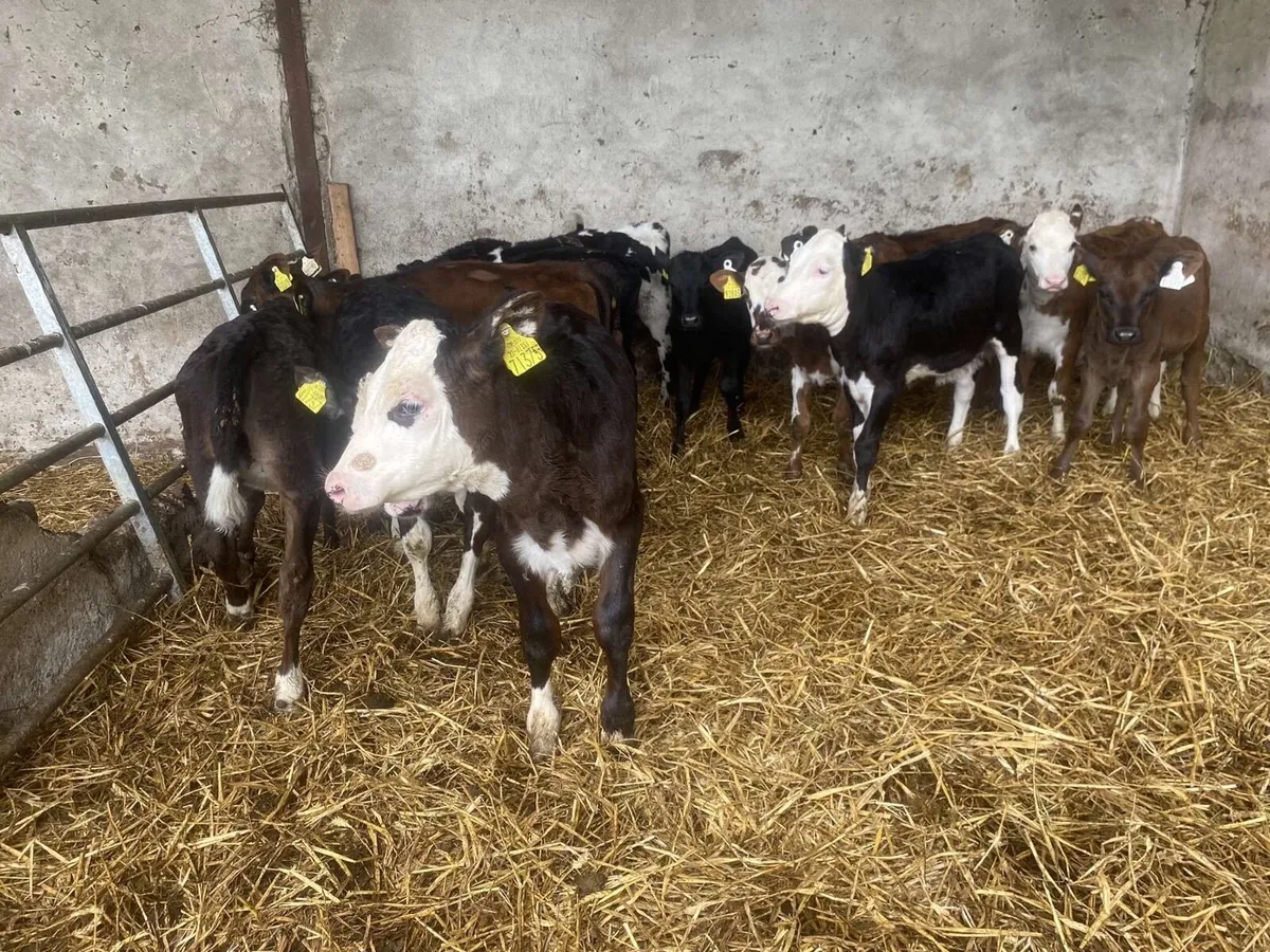 Fully reared grass calves - Image 3