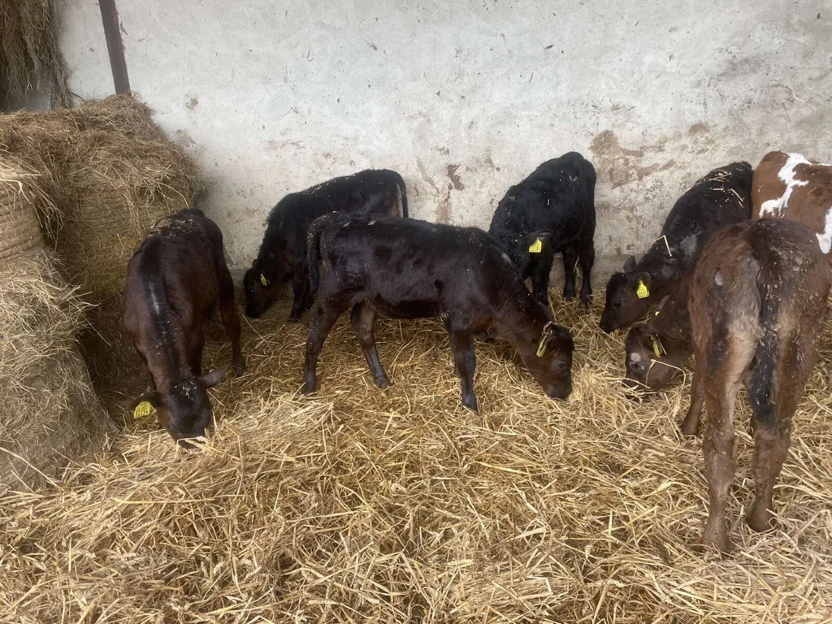 Fully reared grass calves - Image 4